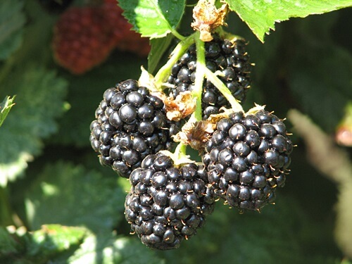 משק לוי קטיף עצמי